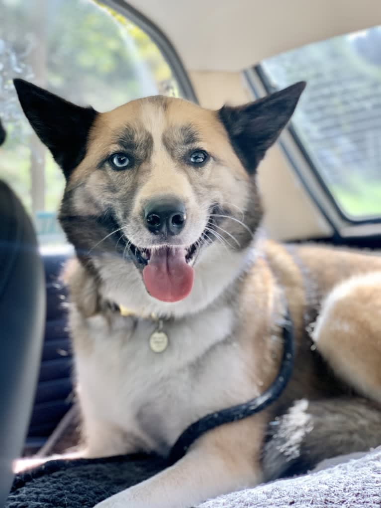 Charlie Wyatt, a Siberian Husky and Australian Cattle Dog mix tested with EmbarkVet.com