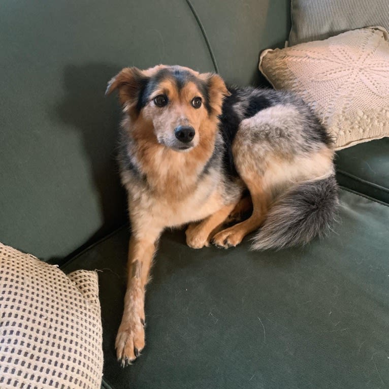 Joon, a Shetland Sheepdog and Australian Cattle Dog mix tested with EmbarkVet.com