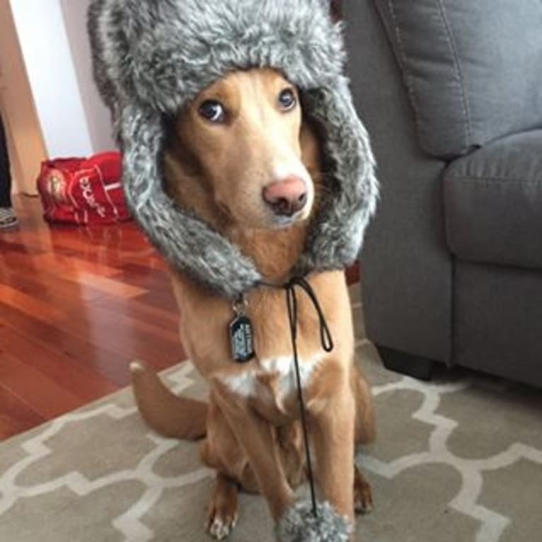 Arthur, a Collie and Labrador Retriever mix tested with EmbarkVet.com