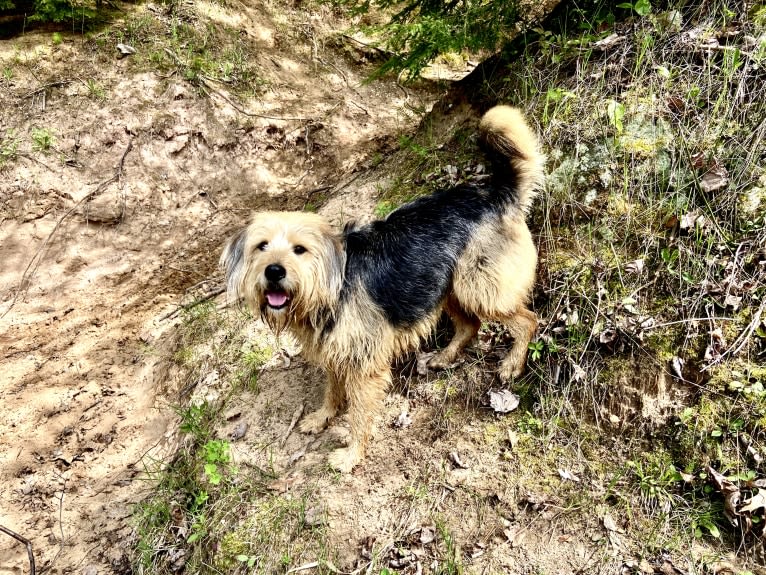 Cooper, a Great Pyrenees and Beagle mix tested with EmbarkVet.com