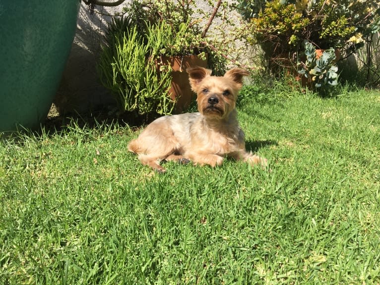 Shadow, a Yorkshire Terrier tested with EmbarkVet.com