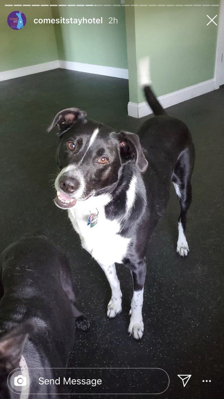 Bleu, an Australian Shepherd and Catahoula Leopard Dog mix tested with EmbarkVet.com