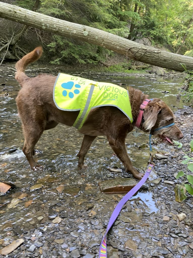 Sydney, a Labradoodle tested with EmbarkVet.com