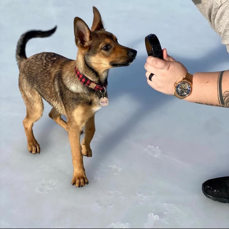 Alemã, a German Shepherd Dog and Australian Cattle Dog mix tested with EmbarkVet.com