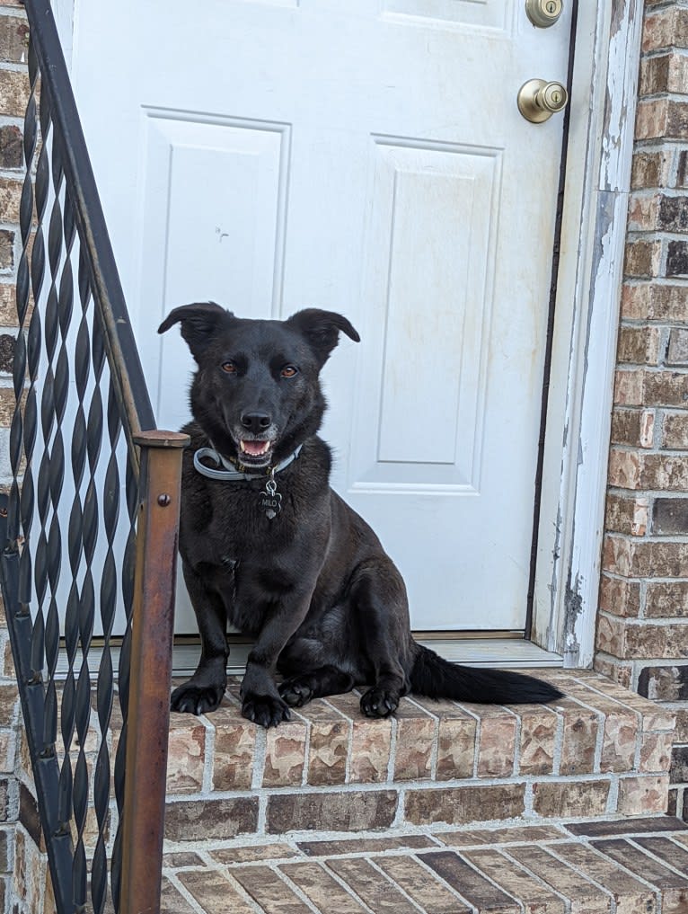 Milo, a German Shepherd Dog and American Pit Bull Terrier mix tested with EmbarkVet.com