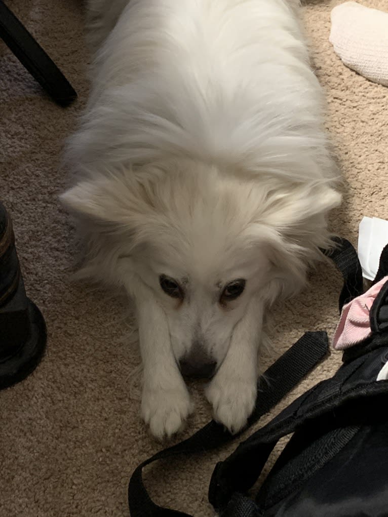 Nelly, an American Eskimo Dog tested with EmbarkVet.com