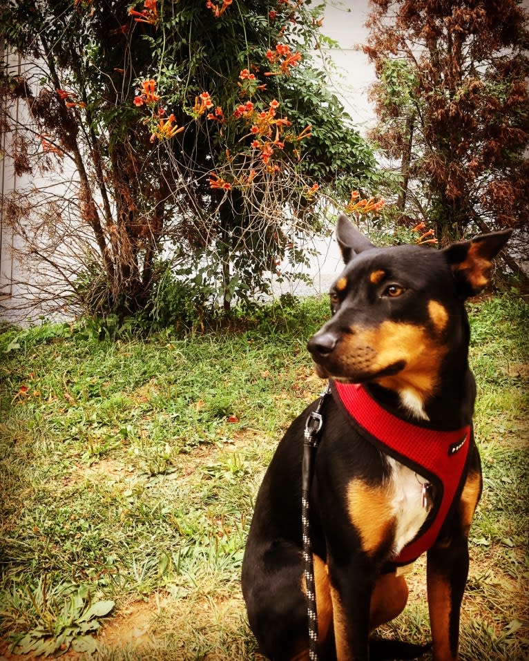 Charlie Grace, an Australian Cattle Dog and Golden Retriever mix tested with EmbarkVet.com