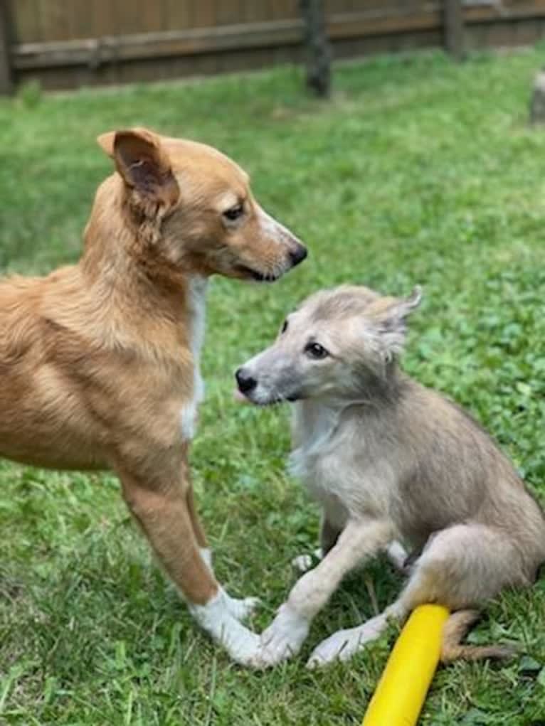 Antosha, an Arabian Village Dog tested with EmbarkVet.com