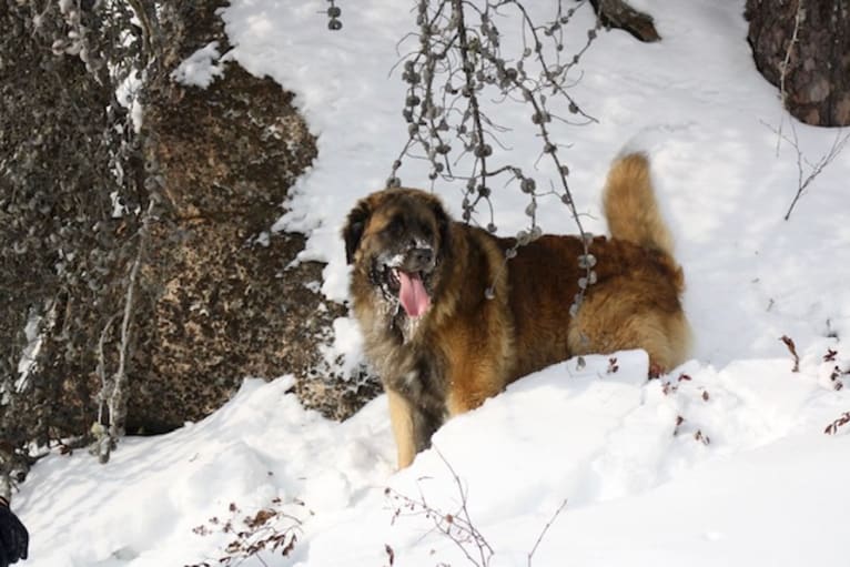 Countryhills Winston, a Leonberger tested with EmbarkVet.com