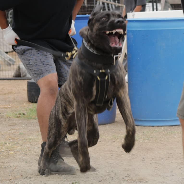 Artie, a Cane Corso tested with EmbarkVet.com