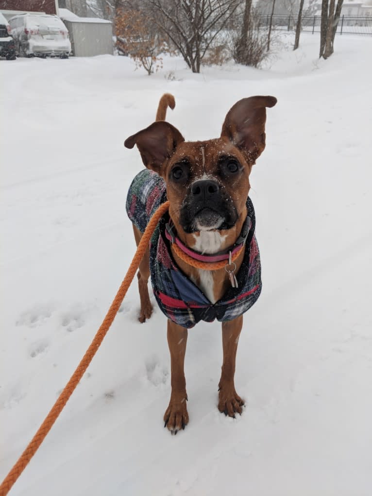 Olive, a Boxer and Miniature Schnauzer mix tested with EmbarkVet.com