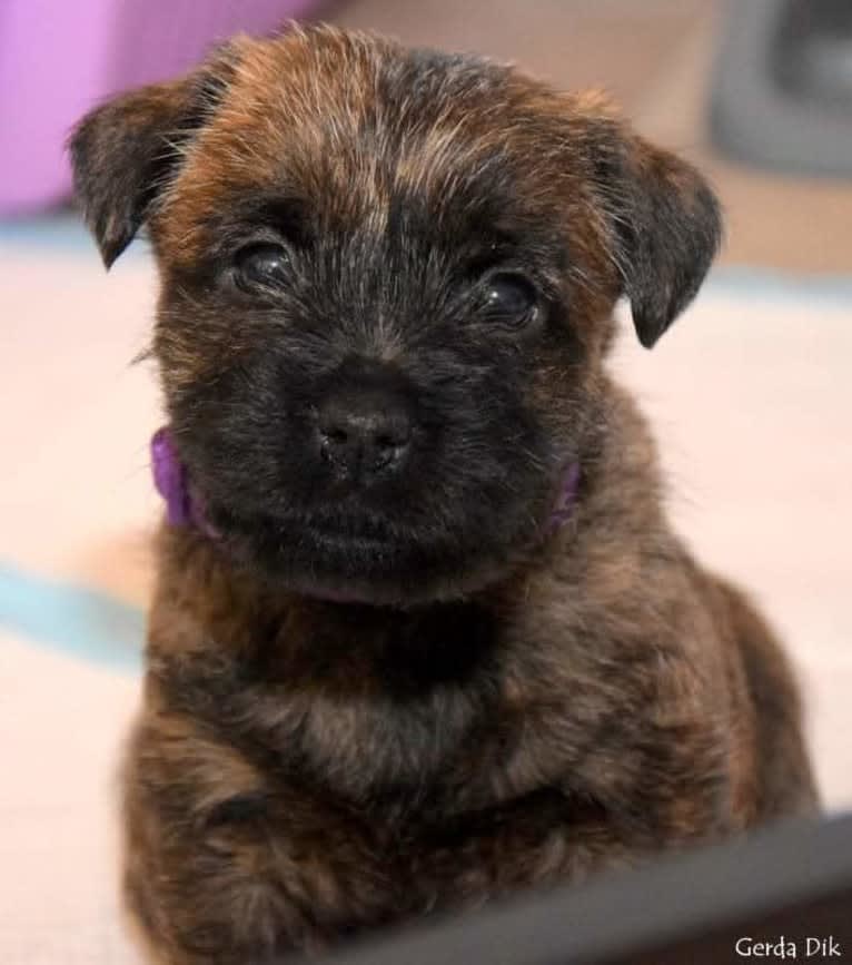 Gaia, a Cairn Terrier tested with EmbarkVet.com