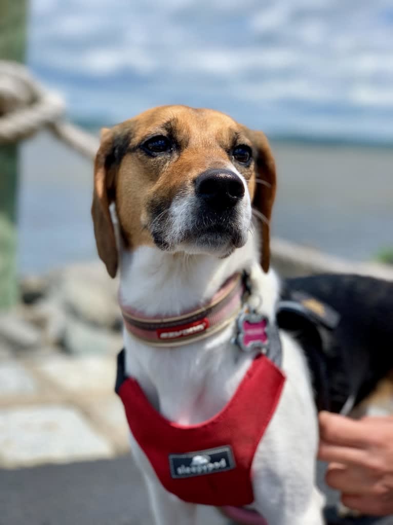 Freckles, a Beagle and German Shepherd Dog mix tested with EmbarkVet.com