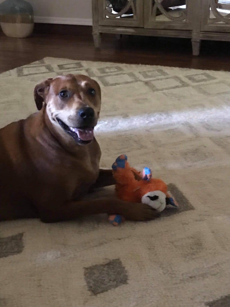 Cooper, an American Pit Bull Terrier and Boxer mix tested with EmbarkVet.com