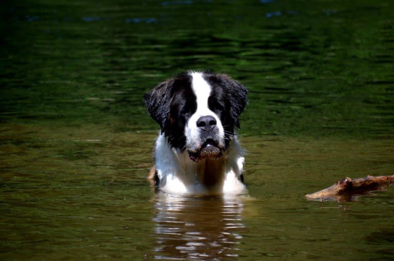 Sully, a Saint Bernard tested with EmbarkVet.com