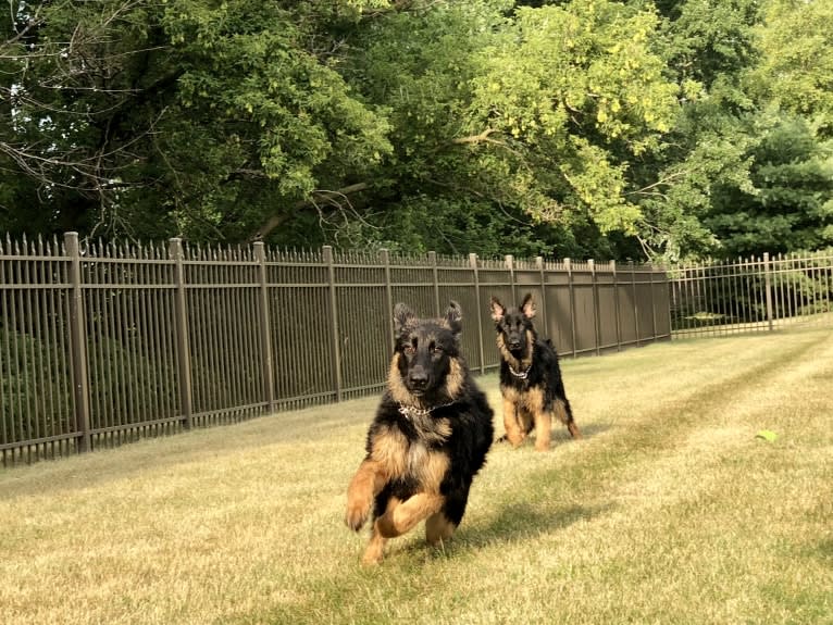 Greta, a German Shepherd Dog tested with EmbarkVet.com