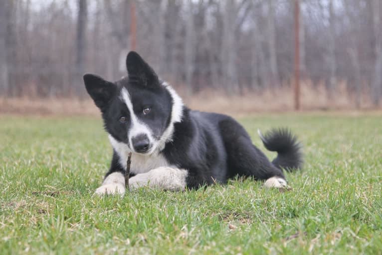 Nalle, a Karelian Bear Dog tested with EmbarkVet.com