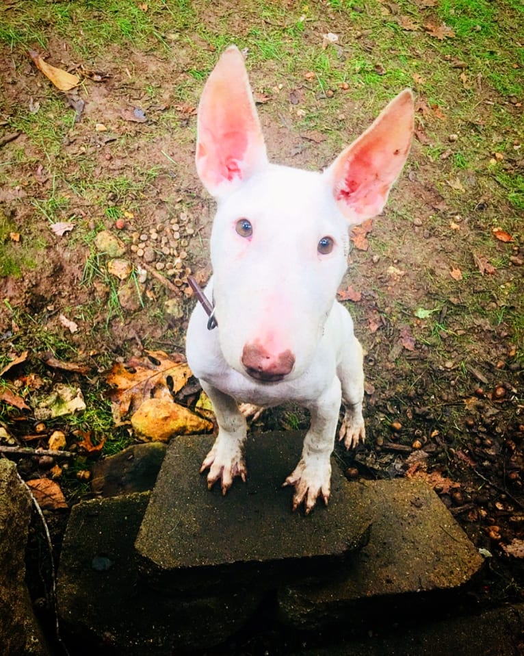 Porkchop, a Bull Terrier tested with EmbarkVet.com