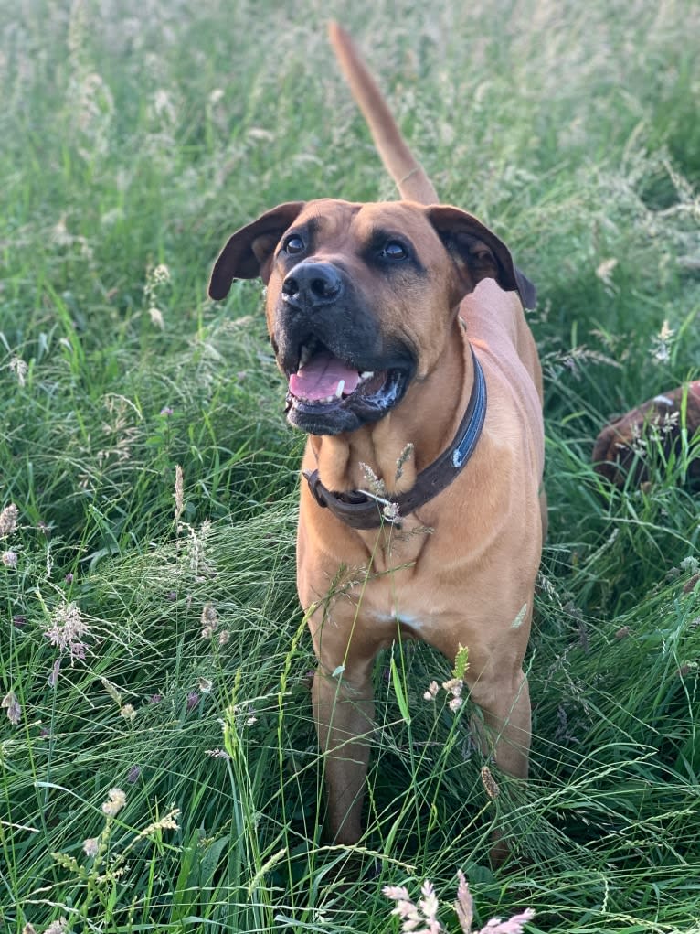 Otis, a Cane Corso and Rhodesian Ridgeback mix tested with EmbarkVet.com