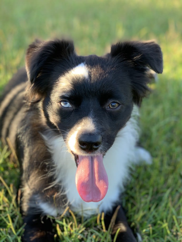 Brees, a Miniature/MAS-type Australian Shepherd and Australian Cattle Dog mix tested with EmbarkVet.com