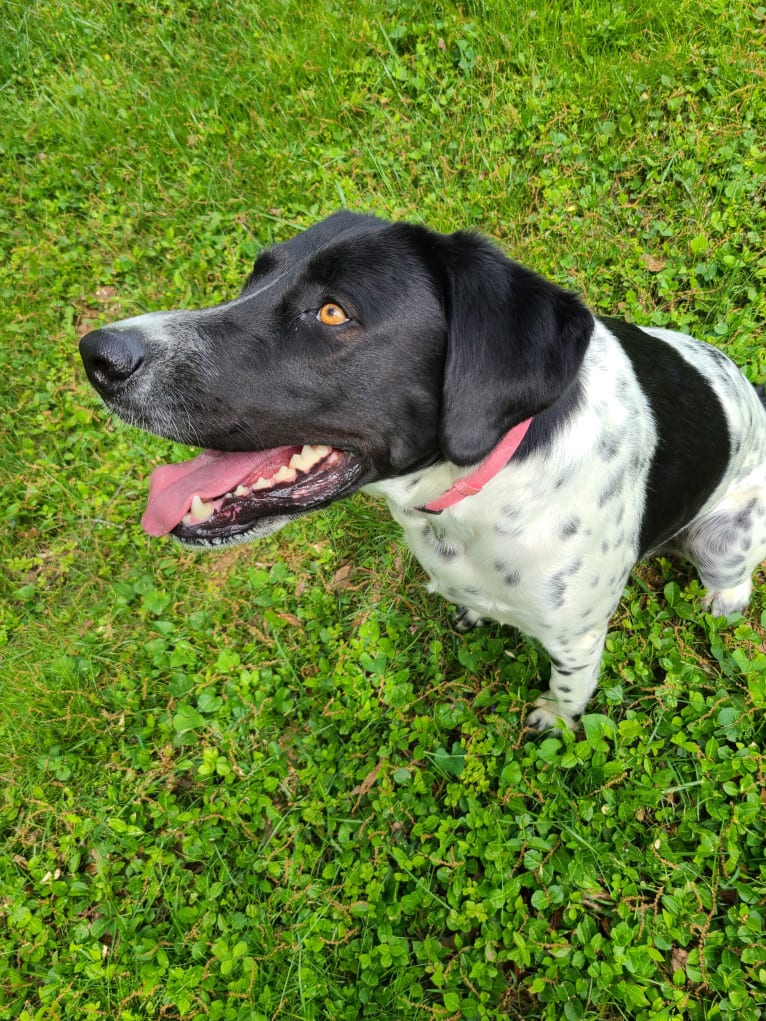 Millie, a Labrador Retriever and Great Pyrenees mix tested with EmbarkVet.com