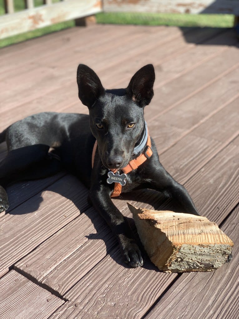 Westin, an Australian Cattle Dog and American Pit Bull Terrier mix tested with EmbarkVet.com