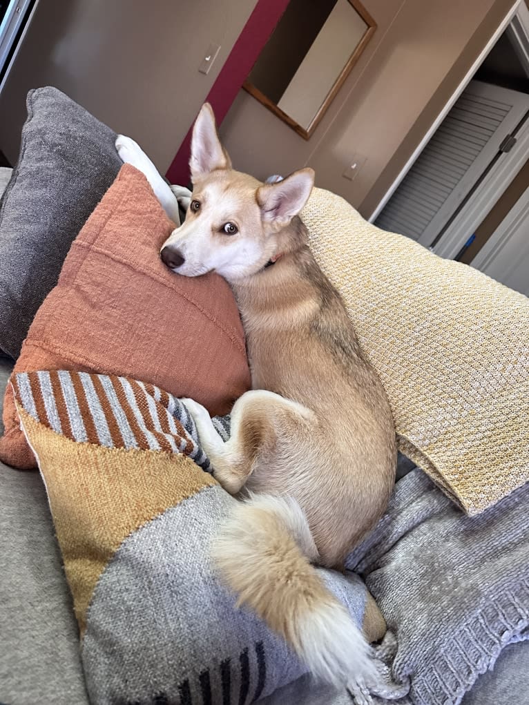Hoodoo, a Siberian Husky and American Pit Bull Terrier mix tested with EmbarkVet.com