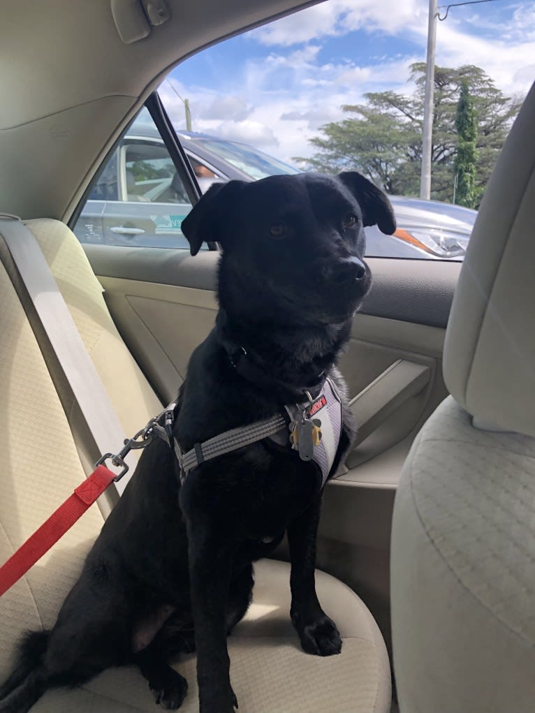 Willow, a Labrador Retriever and Rottweiler mix tested with EmbarkVet.com