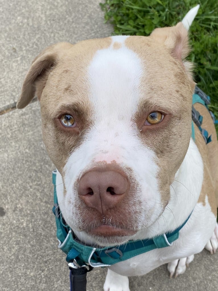 Frank, an American Pit Bull Terrier and Australian Shepherd mix tested with EmbarkVet.com