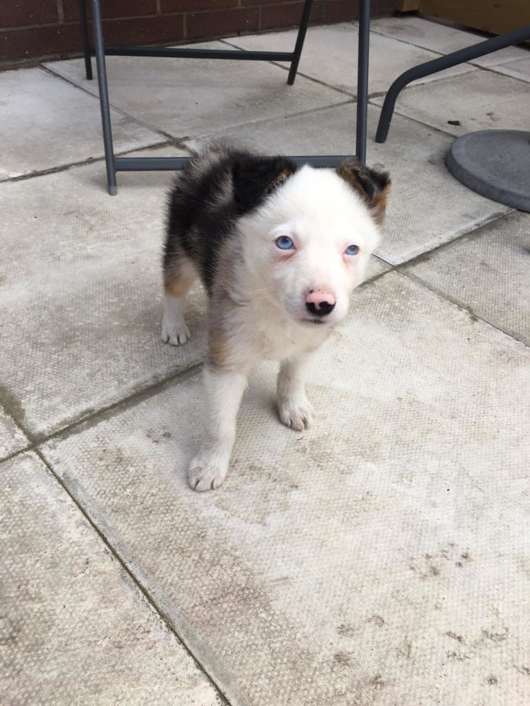 Mixie, a Border Collie tested with EmbarkVet.com