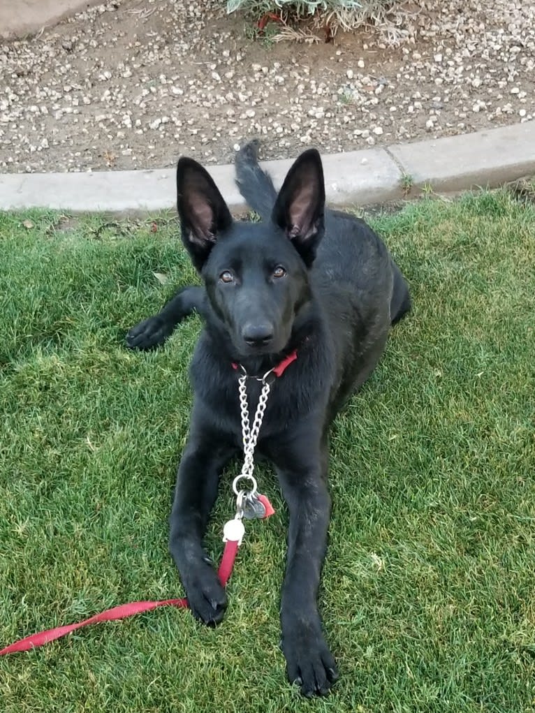 Ruby, a German Shepherd Dog tested with EmbarkVet.com