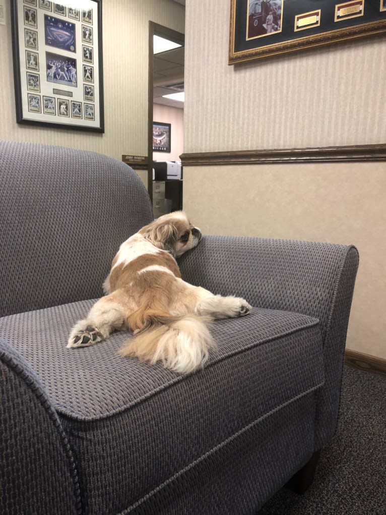 Baxter, a Pekingese and Japanese Chin mix tested with EmbarkVet.com