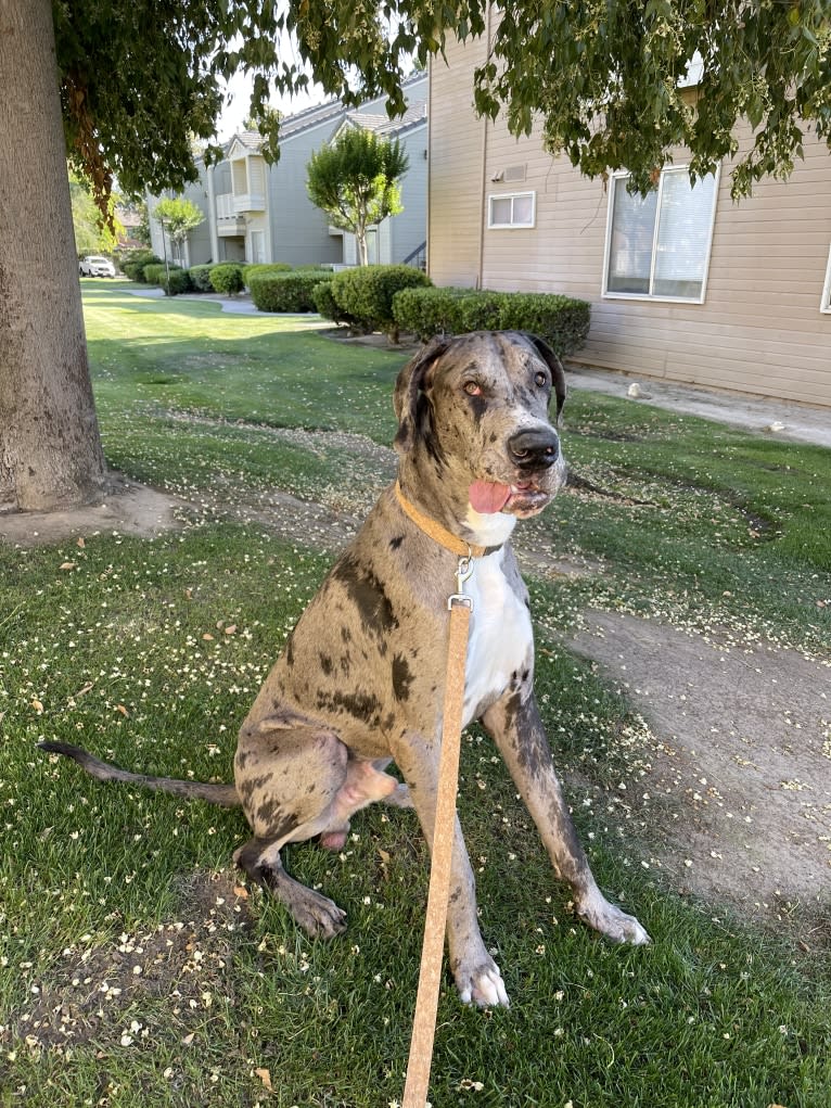 Blue, a Great Dane tested with EmbarkVet.com