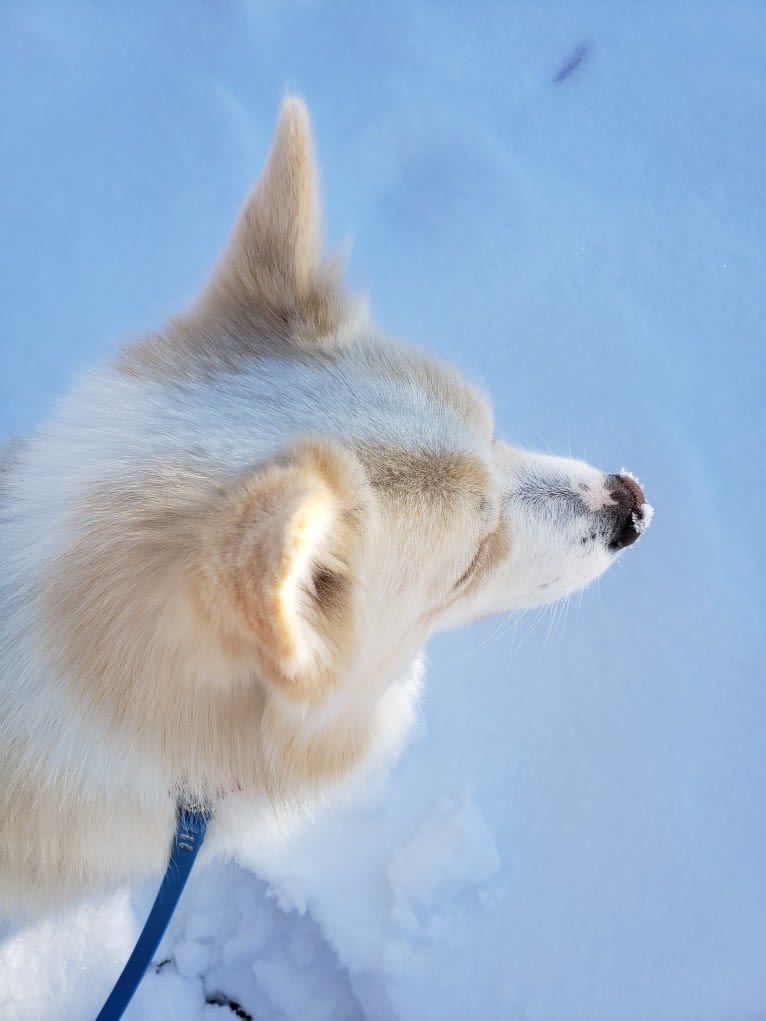 Kappi, an Icelandic Sheepdog tested with EmbarkVet.com