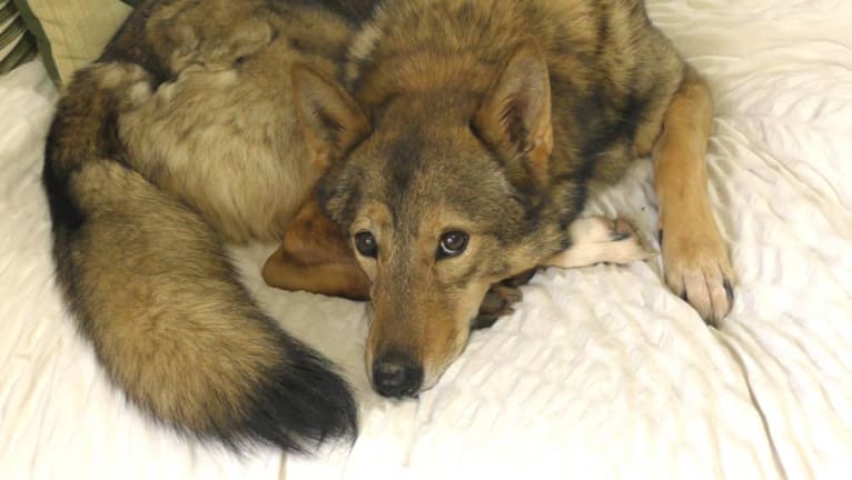 "Kyoshi"      Alba Endomin, a Siberian Husky and German Shepherd Dog mix tested with EmbarkVet.com