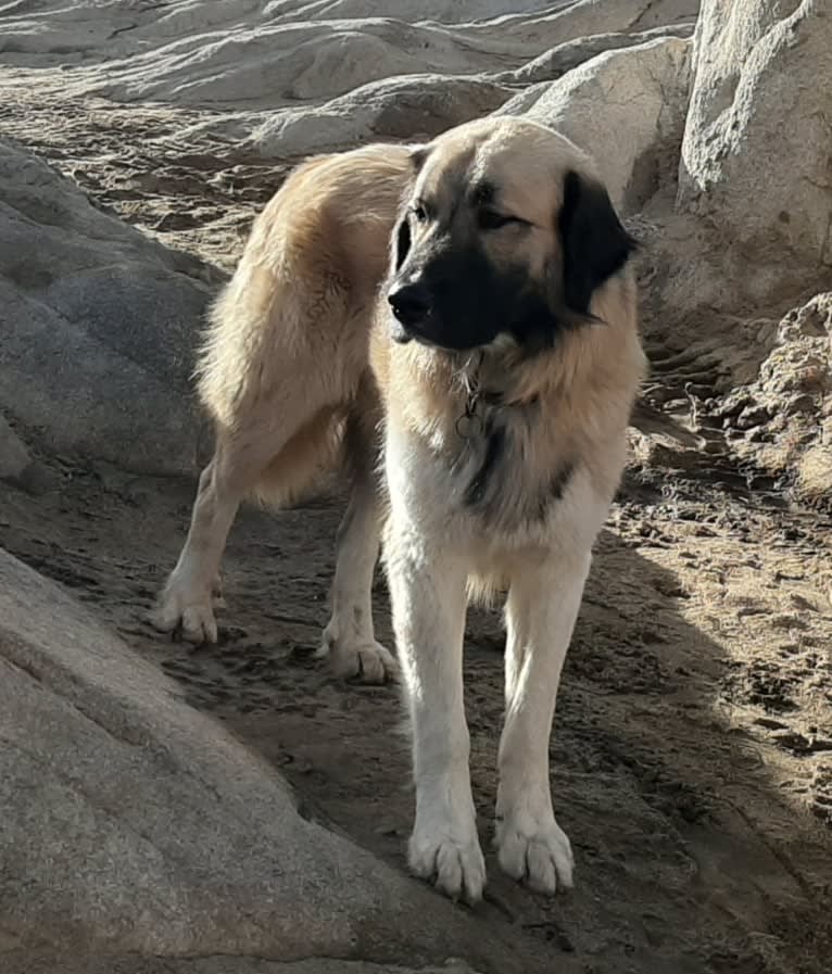 Duke, a Great Pyrenees and Anatolian Shepherd Dog mix tested with EmbarkVet.com