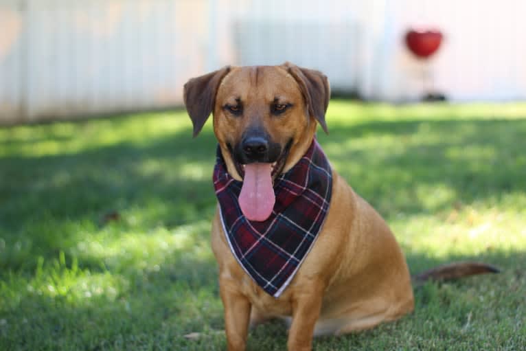 Cody, a Basset Hound and Australian Cattle Dog mix tested with EmbarkVet.com