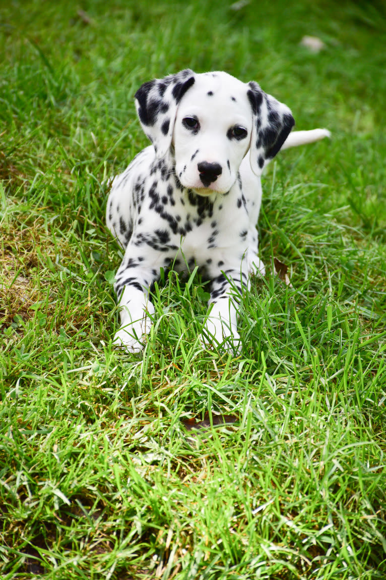 Dipper, a Dalmatian tested with EmbarkVet.com