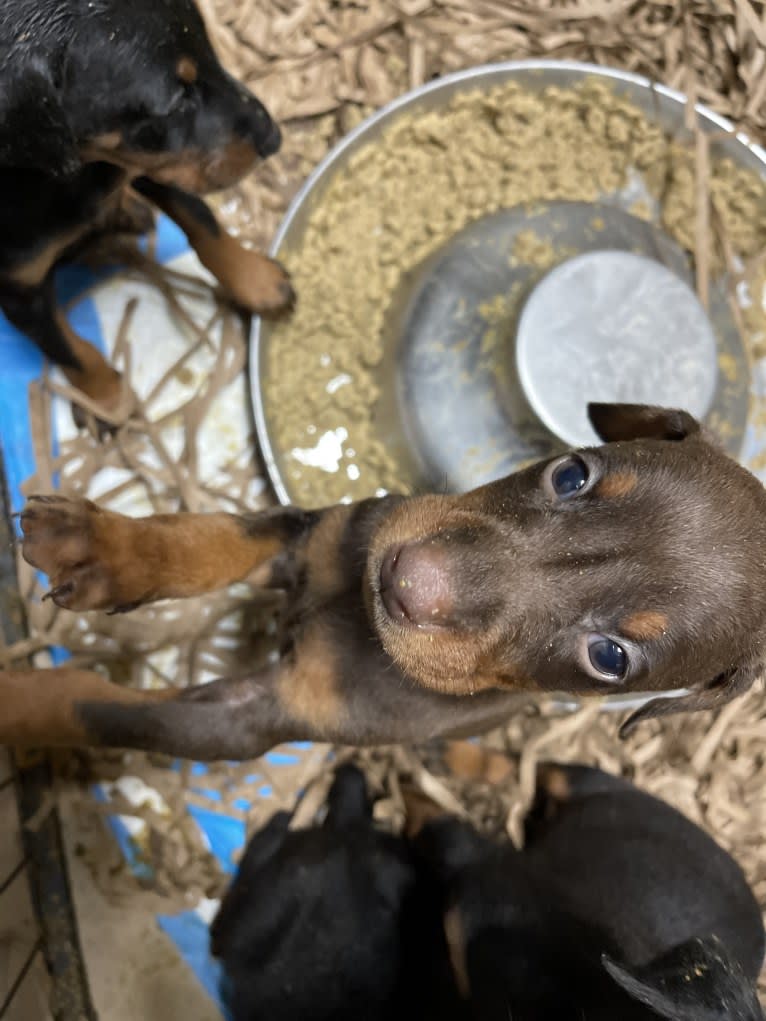 Maverick, a Doberman Pinscher tested with EmbarkVet.com