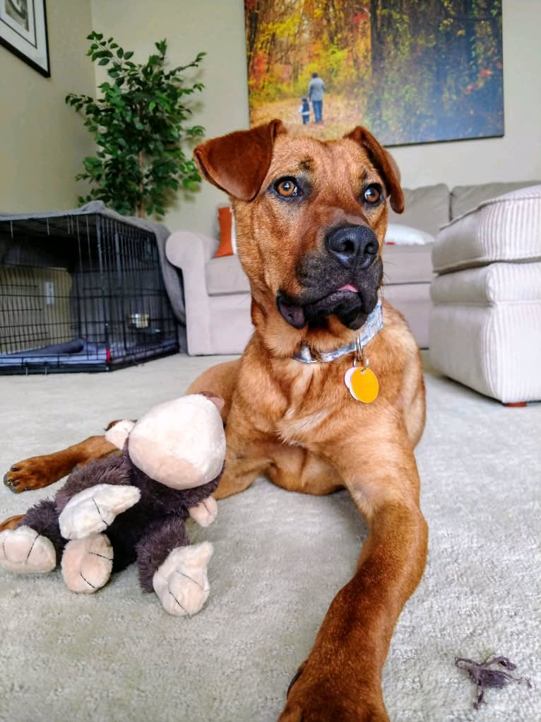 Red, a Redbone Coonhound and American Bulldog mix tested with EmbarkVet.com