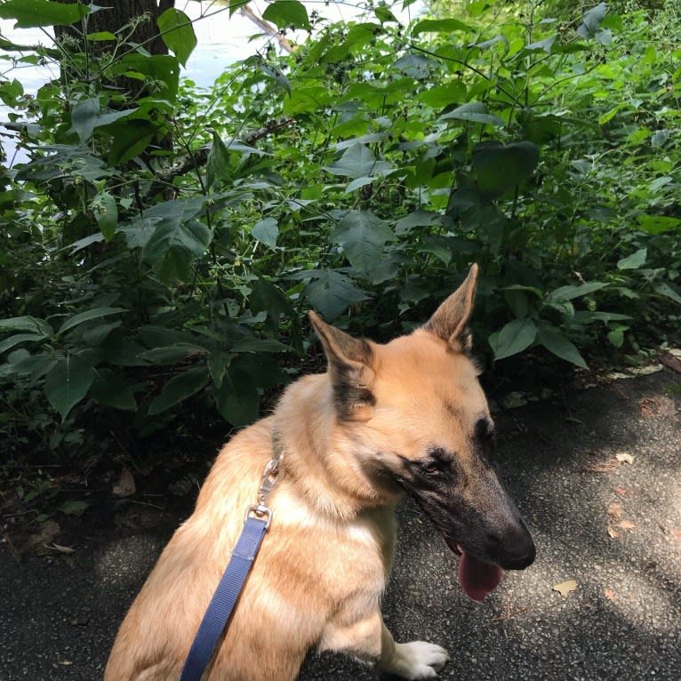 Echo, a German Shepherd Dog and Alaskan Malamute mix tested with EmbarkVet.com