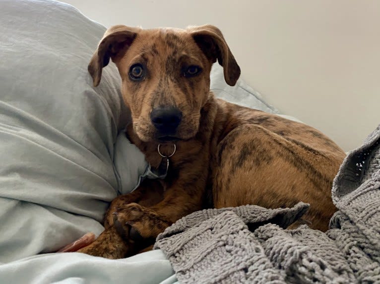 Lyza, a Catahoula Leopard Dog and American Pit Bull Terrier mix tested with EmbarkVet.com