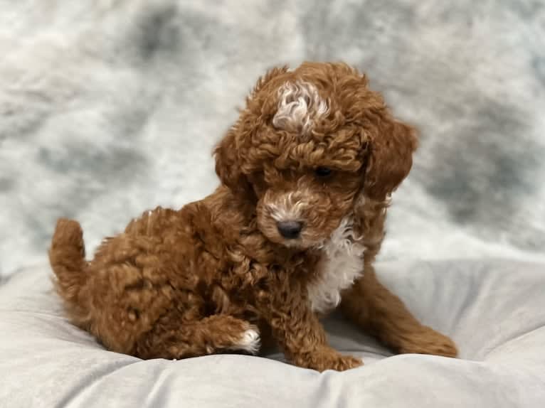 Barkley, a Poodle (Small) tested with EmbarkVet.com