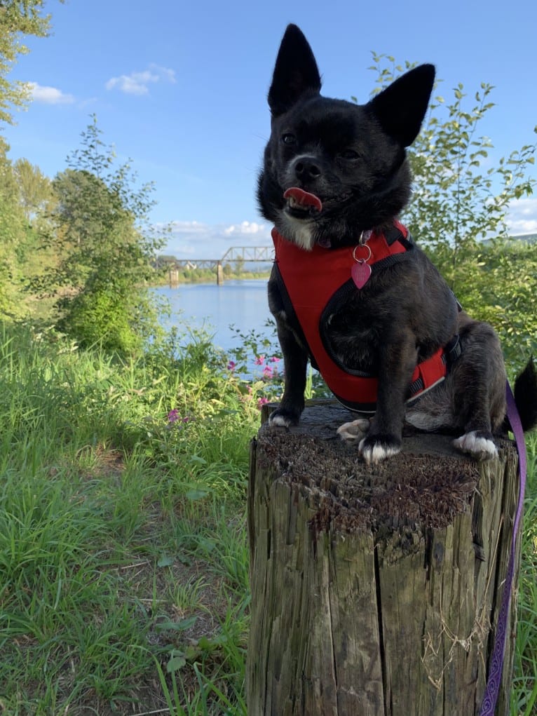 Indy, a Pomeranian and Shih Tzu mix tested with EmbarkVet.com