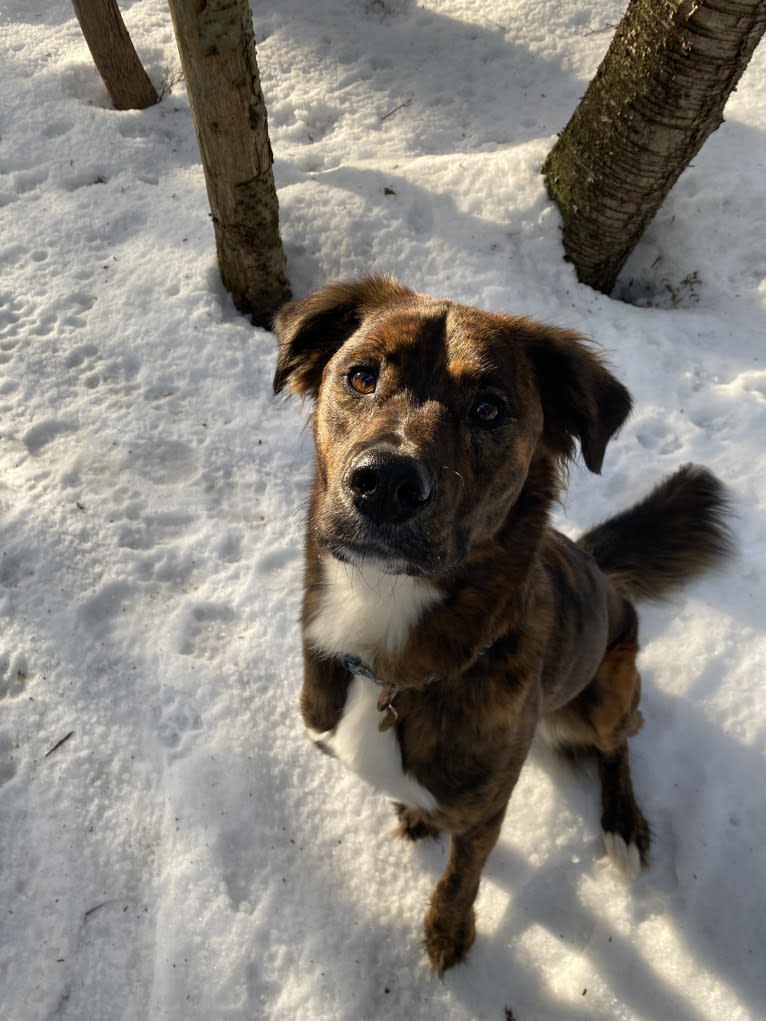 Cori, an American Pit Bull Terrier and Boxer mix tested with EmbarkVet.com