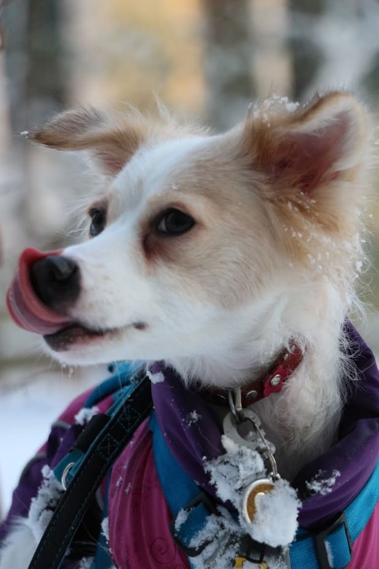 Lizzy (Eliza/Elizabeth), an Eastern European Village Dog and Pekingese mix tested with EmbarkVet.com