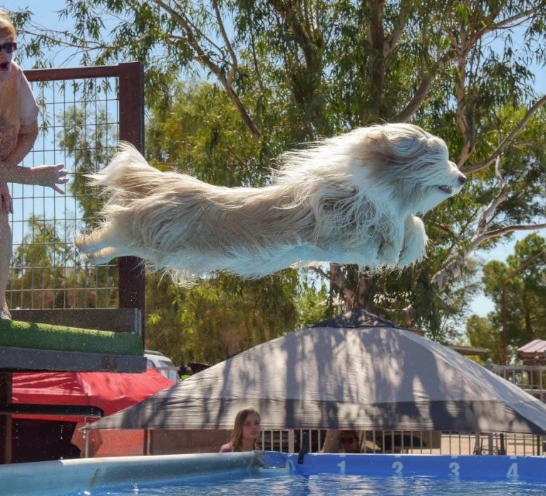 Spindrift Love Takes Wing, a Bearded Collie tested with EmbarkVet.com