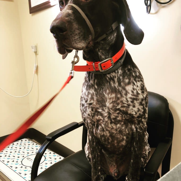 Hunter, a German Shorthaired Pointer tested with EmbarkVet.com