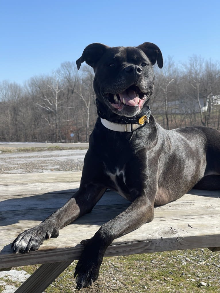 Zhala, a Cane Corso and American Pit Bull Terrier mix tested with EmbarkVet.com