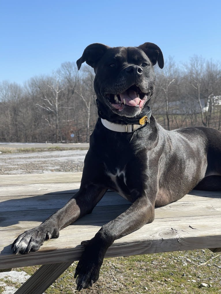 Zhala, a Cane Corso and American Pit Bull Terrier mix tested with EmbarkVet.com